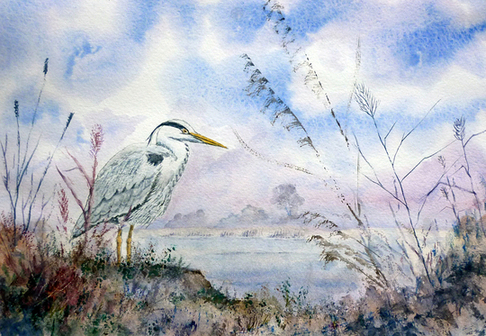 Heron on the Norfolk Broads