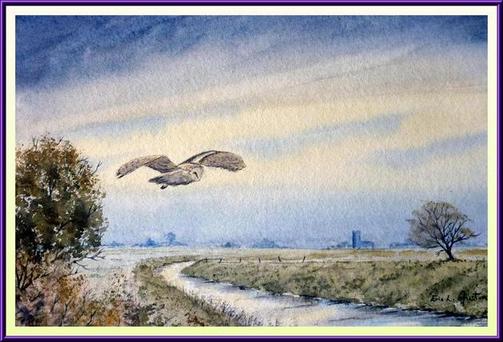 Barn Owl in the Fens